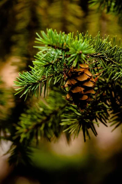 Vertical Shot Cone Hanging Branch Pine Tree Park Blurred Background — Stock Photo, Image