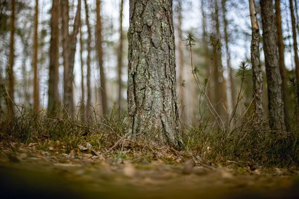 Stor Stam Träd Skog Bokeh Bakgrund — Stockfoto