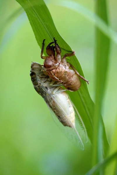 Egy Függőleges Közeli Rét Cicadas — Stock Fotó