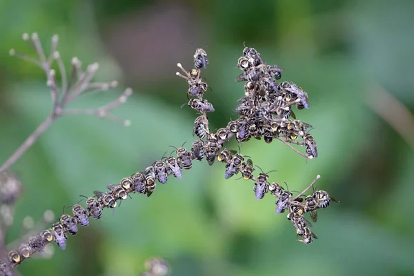 Primo Piano Una Pianta Coperta Sacco Insetti — Foto Stock