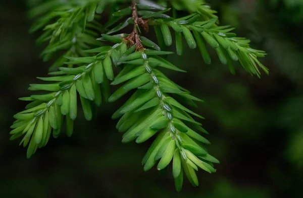 在森林里用绿色蕨类树枝拍的特写镜头 — 图库照片