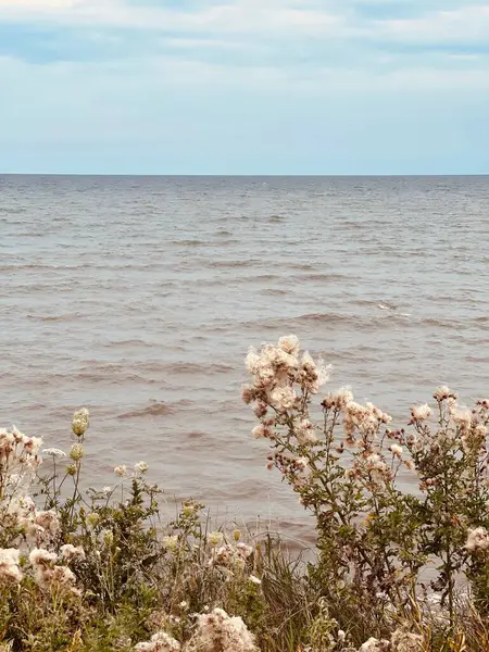 手前に野の花が咲く海の垂直ショット — ストック写真