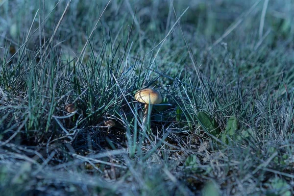 Eine Nahaufnahme Von Wilden Pilzen Auf Einer Wiese Frühling — Stockfoto