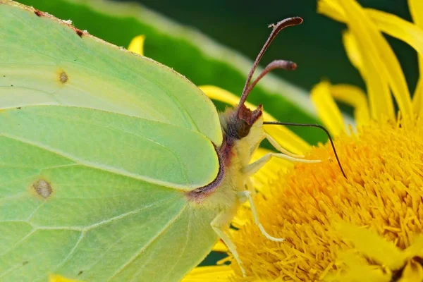 Zbliżenie Colorfyl Brimstone Motyl Gonepteryx Rhamni Picie Nektaru Żółtego Kwiatu — Zdjęcie stockowe