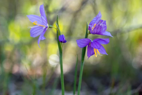 Eine Nahaufnahme Von Olsynium Douglasii Blumen Auf Verschwommenem Hintergrund — Stockfoto