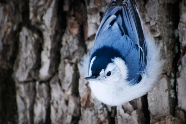 Een Fel Gekleurde Blauw Wit Gestreepte Nuthatch Vogel Schors Van — Stockfoto
