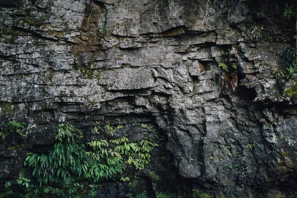Крупный План Мшистой Текстурированной Поверхности Скалы Покрытой Листьями — стоковое фото