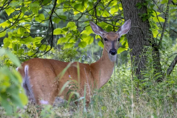 Een Prachtig Uitzicht Een Hert Tussen Bomen Zijn Habitat — Stockfoto