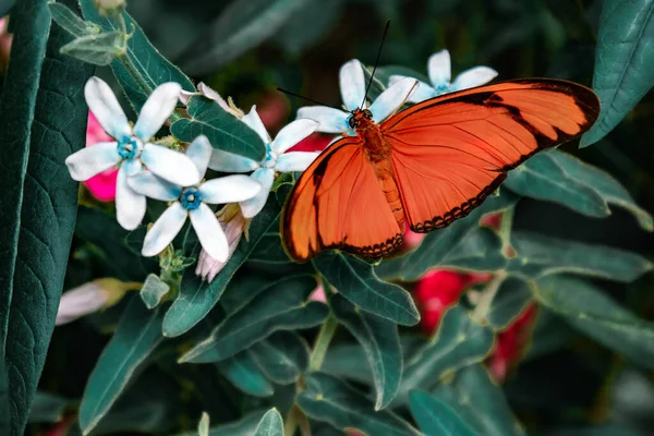 Tiro Close Uma Borboleta Colorida Uma Flor Flor — Fotografia de Stock