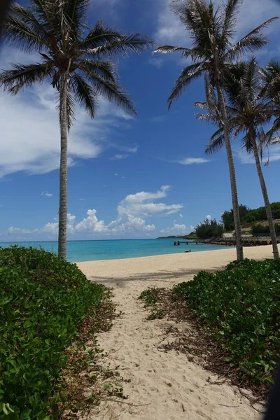 Plano Vertical Una Playa Con Palmeras Parroquia San Jorge Bermudas —  Fotos de Stock