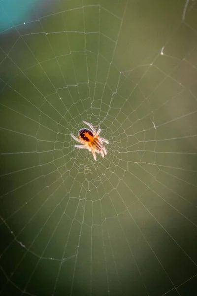 Orb Weaver Spider Its Web Blurred Background — Stock Photo, Image