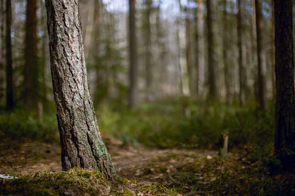 墨池の林の中の木の幹 — ストック写真