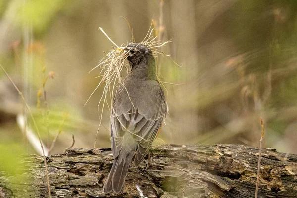 Selective Focus Shot Gray Flycatcher Bird Collecting Hay Sitting Tree — Stock Photo, Image