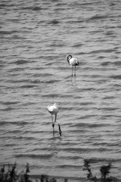 两只火烈鸟在水面上的灰度 — 图库照片