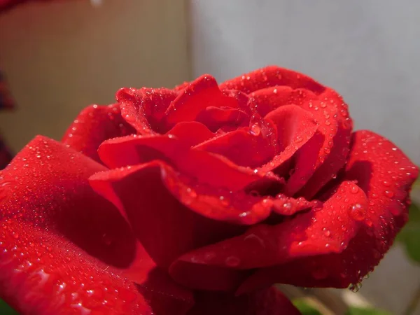 Een Close Van Een Mooie Rode Roos Met Natte Bloemblaadjes — Stockfoto