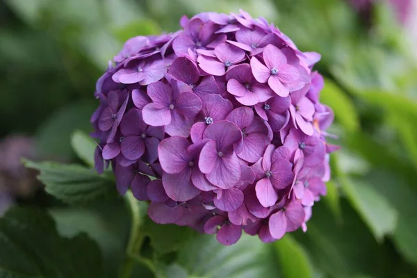 Enfoque Selectivo Hortensia Púrpura Jardín — Foto de Stock