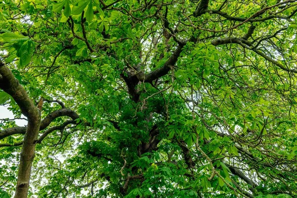 Niski Kąt Ujęcia Kasztanowca Zielonymi Bujnymi Drzewami — Zdjęcie stockowe