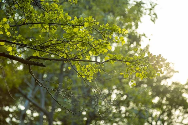 阳光明媚的日子 公园里一株绿叶木树枝的风景 — 图库照片