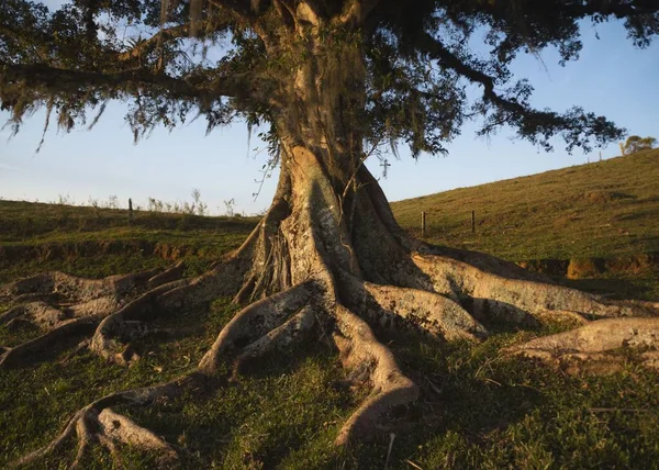 Eine Vertikale Aufnahme Eines Alten Kurzen Baumes Mit Festen Wurzeln — Stockfoto