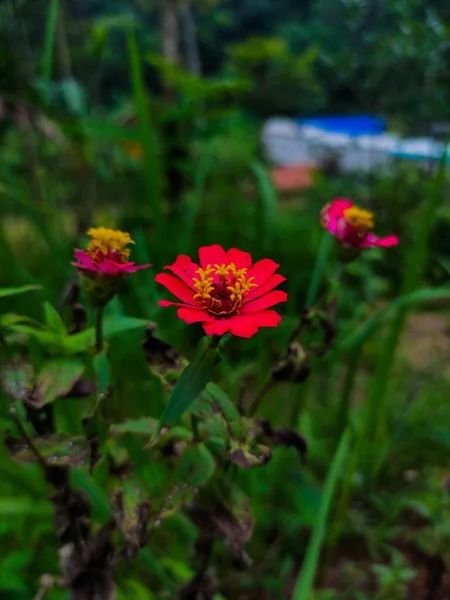Yeşil Arka Planda Izole Edilmiş Çiçek Açan Zinnia Çiçeklerine Yakın — Stok fotoğraf