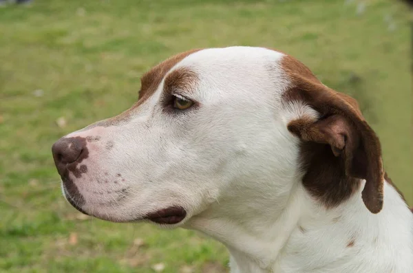 Bir Pitbull Melez Köpeğinin Yakın Çekimi Evlatlık Için Hazır — Stok fotoğraf