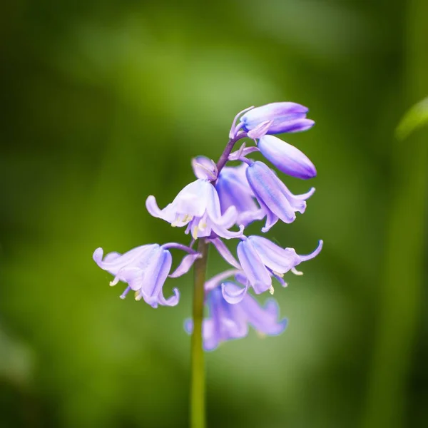 Uma Foto Close Belos Sinos Azuis Daisy Nook Country Park — Fotografia de Stock