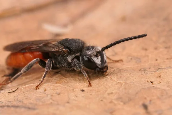 Detailed Closeup Fresh Emerged Colorful Parasitic Giant Blood Bee Sphecodes — ストック写真