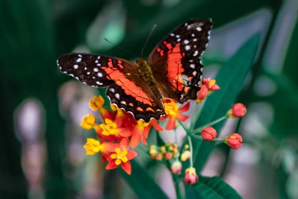Plan Rapproché Papillon Coloré Sur Une Fleur Fleur — Photo