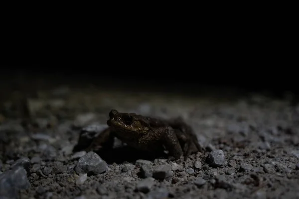 Geceleri Kayalık Zeminde Bir Kurbağanın Sığ Odak Noktası — Stok fotoğraf
