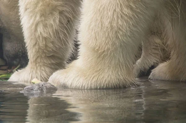 Ένα Κοντινό Πλάνο Των Ποδιών Μιας Πολικής Αρκούδας — Φωτογραφία Αρχείου