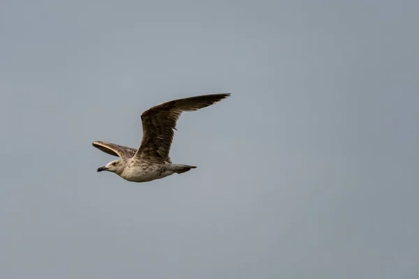 Scénický Pohled Pomarine Jaeger Letící Vzduchu Modré Obloze — Stock fotografie