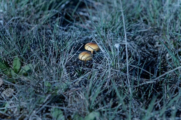 在草地上的一朵野生蘑菇的特写照片 — 图库照片