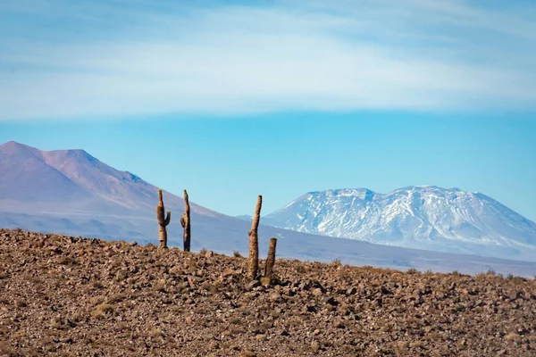 Tozlu Topraklarda Kuru Kökler Şili Deki Atacama Çölü Nün Arka — Stok fotoğraf