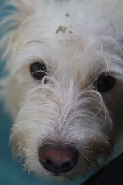 Una Toma Vertical Lindo Adorable Perro Raza Westiepoo Mirando Cámara —  Fotos de Stock