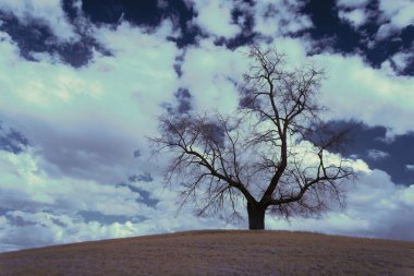 Bulutlu gökyüzü arka planında kurumuş yalnız bir ağacın manzarası