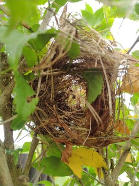 Bahçede nadir görülen kuş yuvası