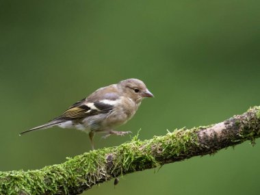 Ağaç dalında yürüyen sevimli bir ispinoz kuşunun seçici odak noktası.