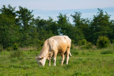 Bir inek çayırda duruyor ve ot yiyor.