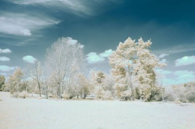Ormandaki beyaz ağaçların güzel manzarası