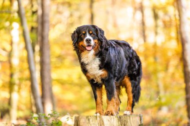 Sonbaharda parkta tatlı bir Bernese dağ köpeği