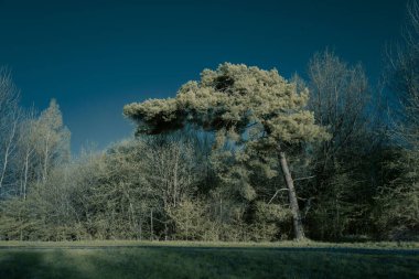 Bir tarlanın yakınındaki sık bir ormanın güzel manzarası.