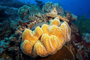 Pasifik Okyanusu 'nun derinliklerindeki balık ve mercan resifleri