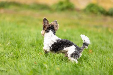 Otlakta koşan Yorkshire Terrier köpeğinin arka planı