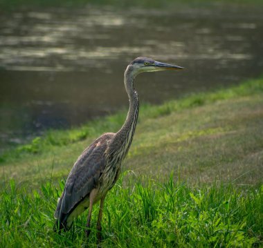 Gündüz vakti yeşil çimlerin üzerine tünemiş bir balıkçılın yakın çekimi.