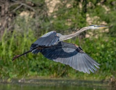 Florida, ABD 'de göl üzerinde uçan büyük bir balıkçıl kuşunun güzel bir manzarası.