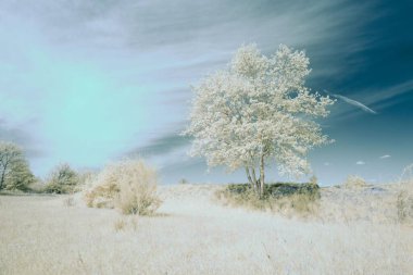 Sabah bembeyaz bir çayır manzarası