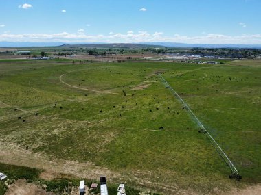 Güneşli bir günde çayırda otlayan ineklerin hava aracı görüntüsü.