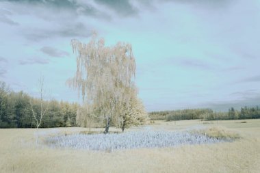 Bulutlu gökyüzünün altında yeşil ağaçlarla çevrili bir tarlada beyaz bir huş ağacı.