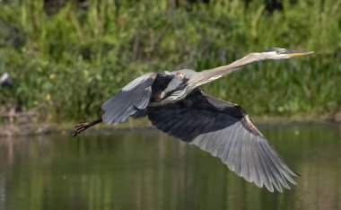 Florida, ABD 'de göl üzerinde uçan büyük bir balıkçıl kuşunun güzel bir manzarası.