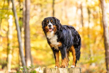 Sonbaharda parkta oturan tatlı Bernese dağ köpeği.